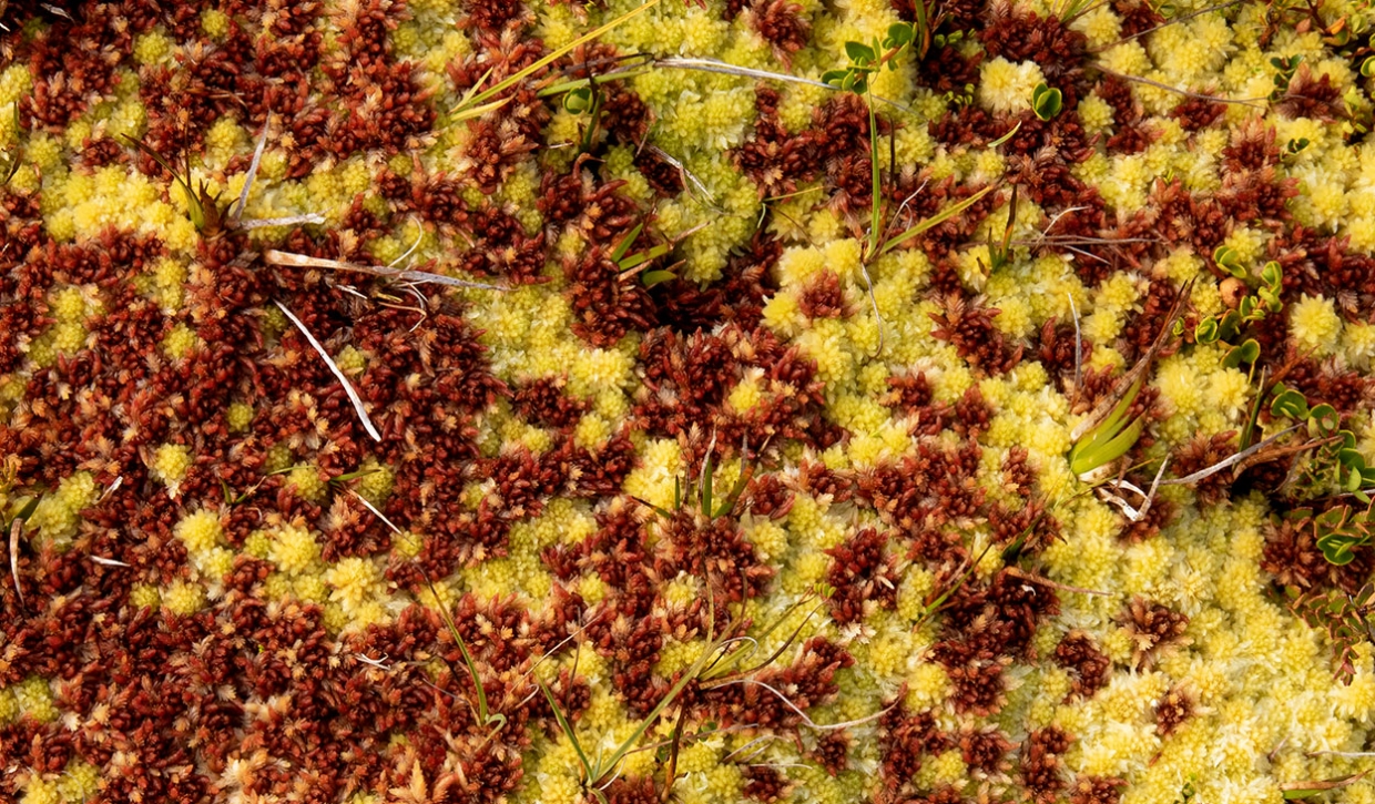 Turberas, desde la Patagonia de Aysén a Escocia →