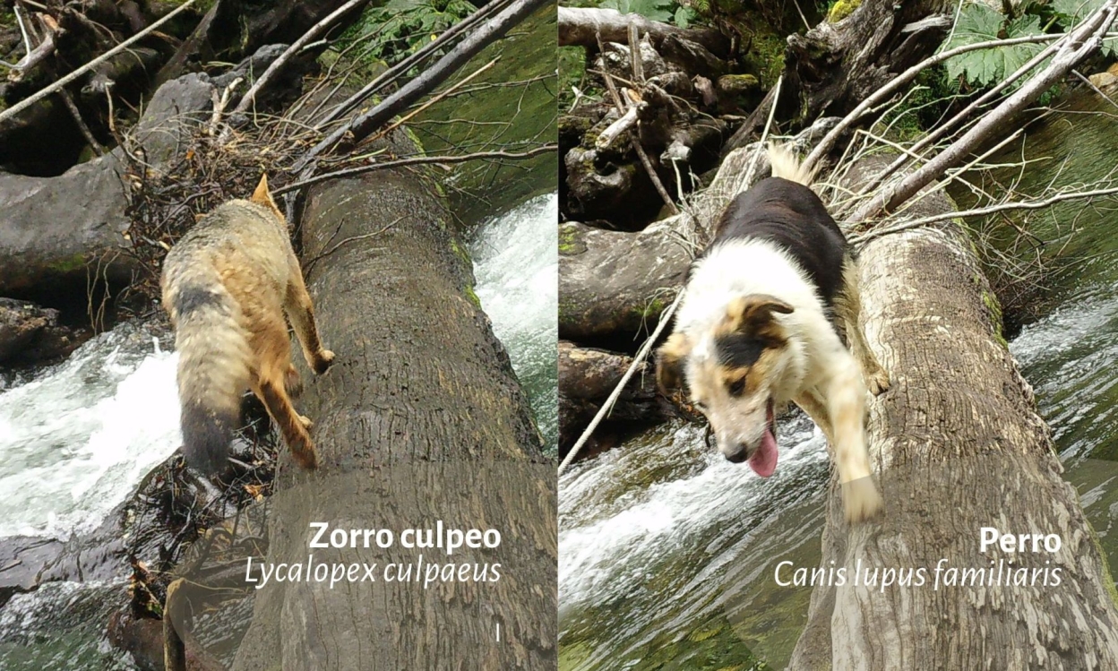 Gatos y perros, transmisores de enfermedades a fauna nativa