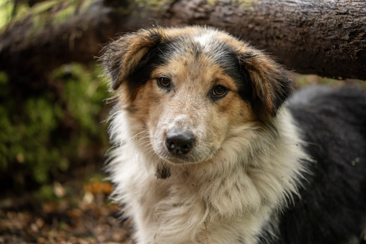 Fundacion Kreen promueve la tenencia responsable de mascotas para la conservación de la Patagonia