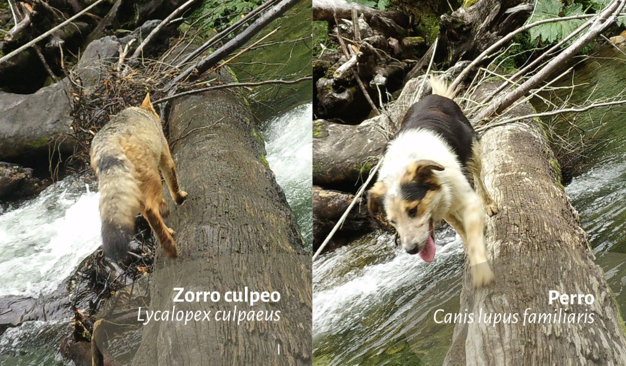 Gatos y perros, transmisores de enfermedades a fauna nativa