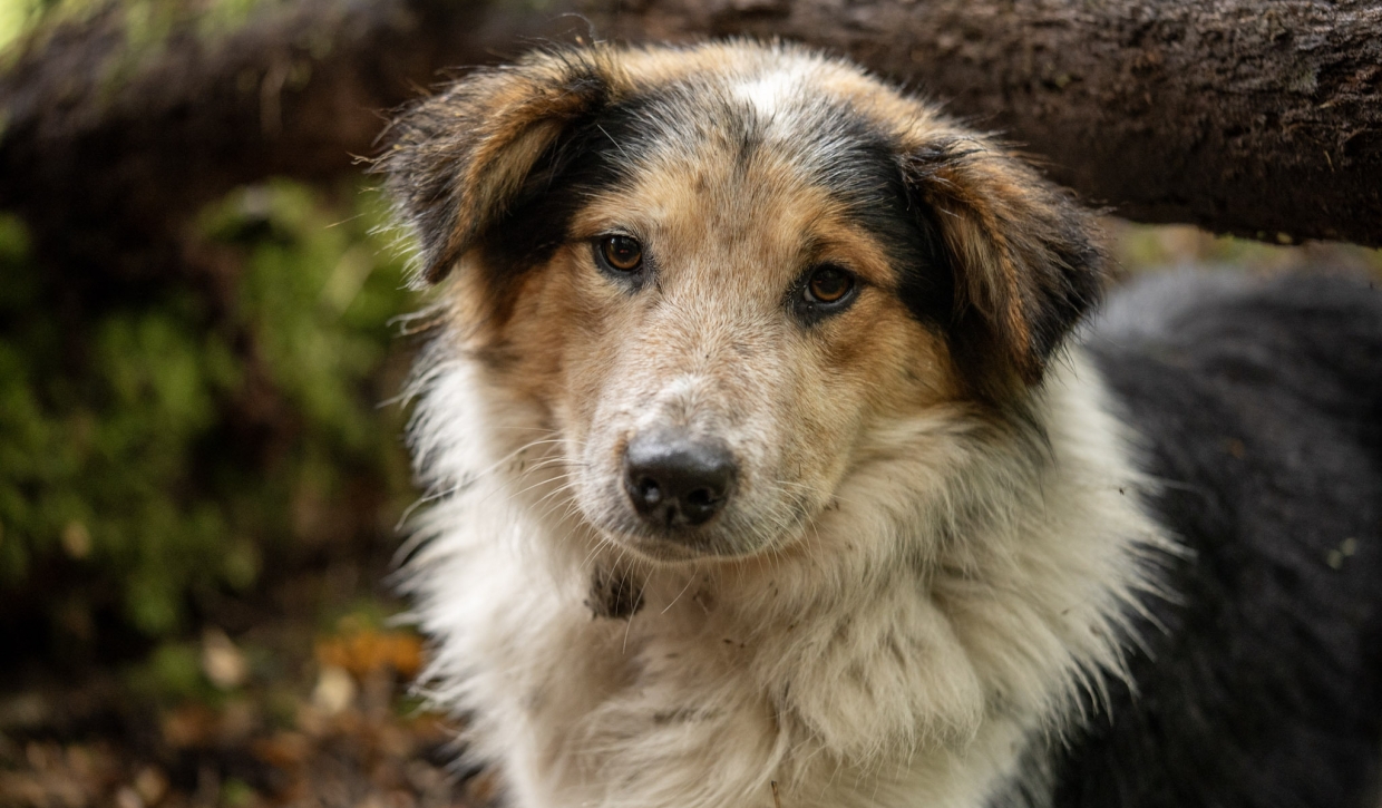 Fundacion Kreen promueve la tenencia responsable de mascotas para la conservación de la Patagonia